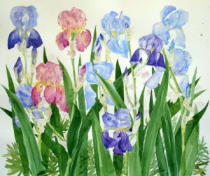 Alison Vickery artist " Irises" Greetings card (Alison)