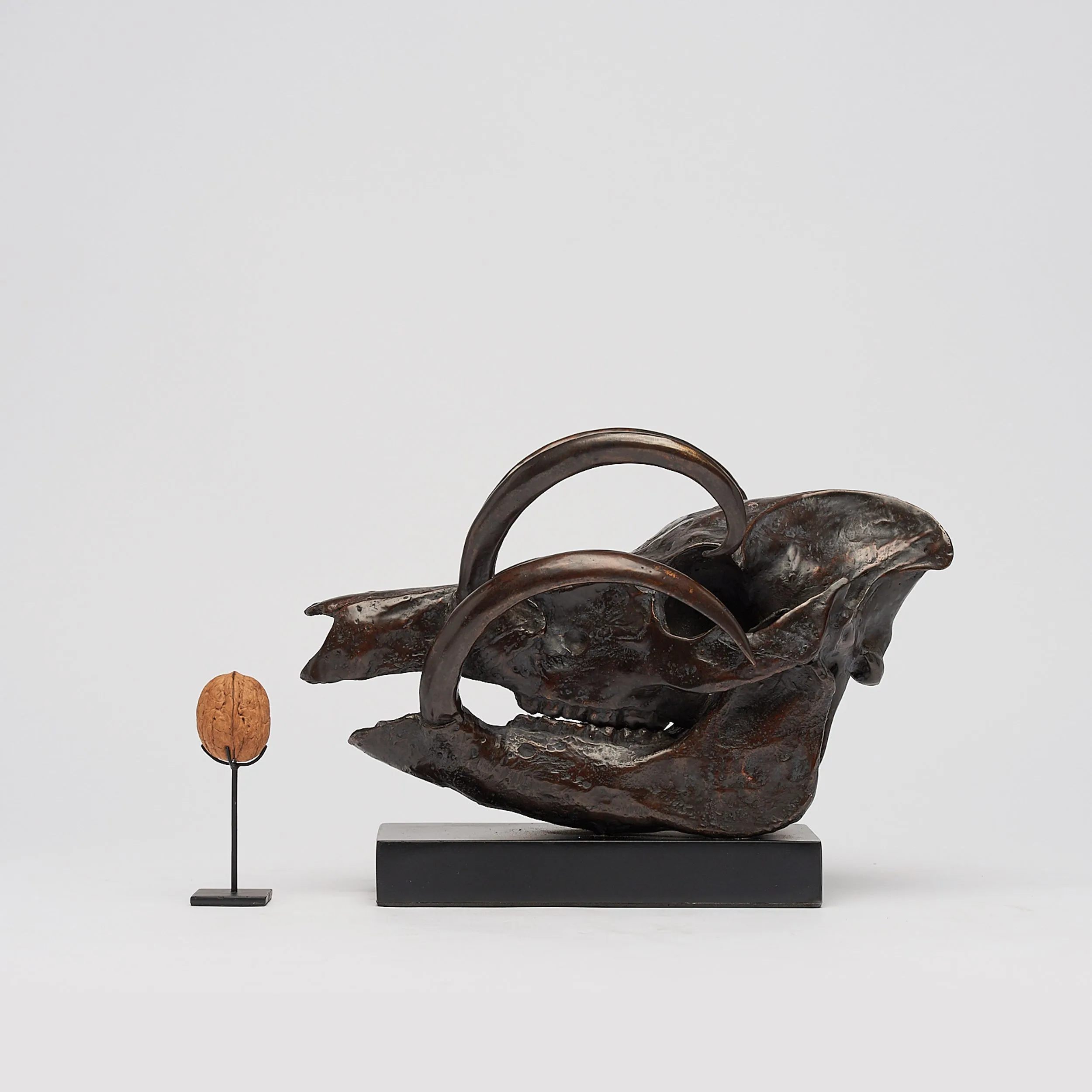 Babirusa Skull in bronze