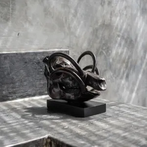 Babirusa Skull in bronze