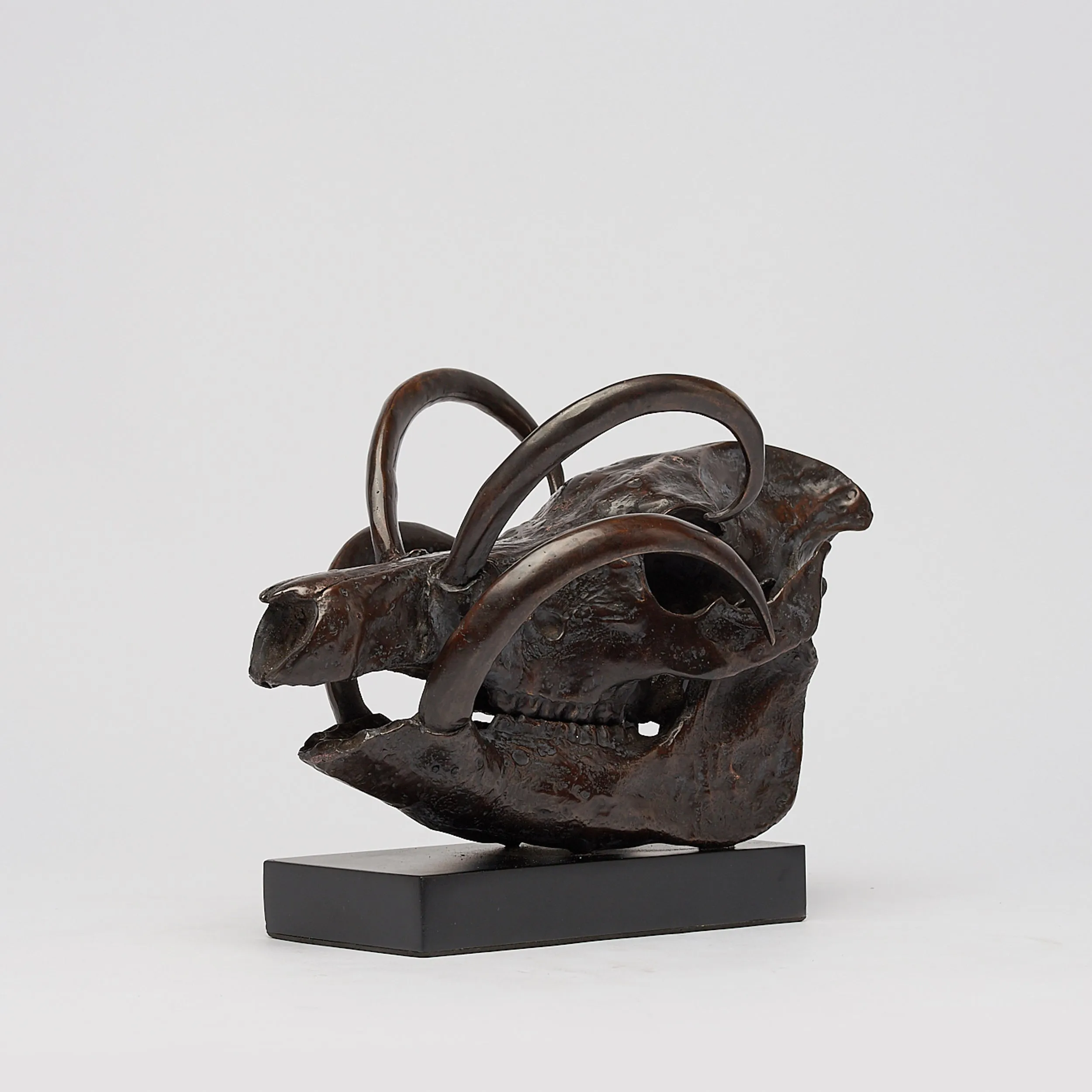 Babirusa Skull in bronze