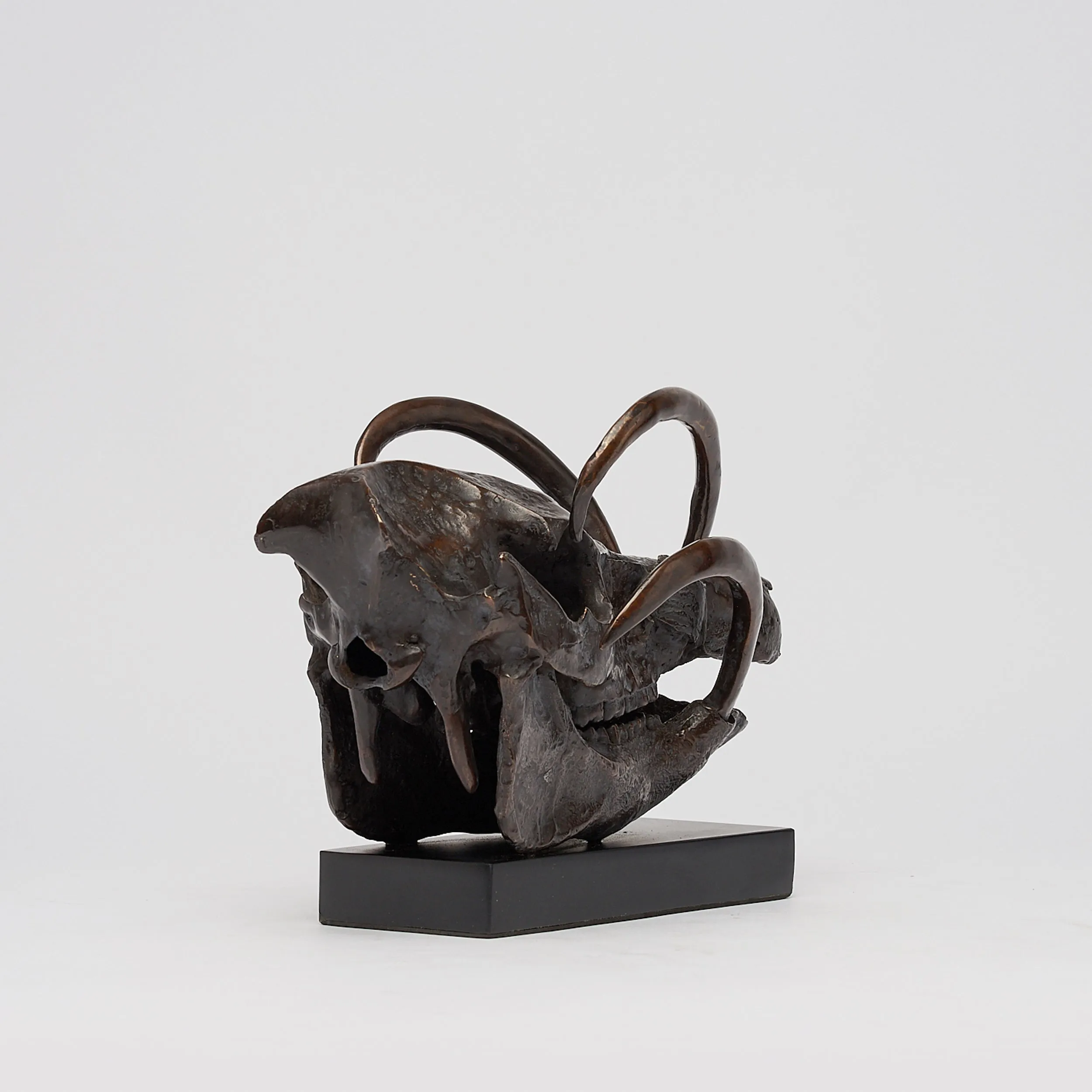 Babirusa Skull in bronze