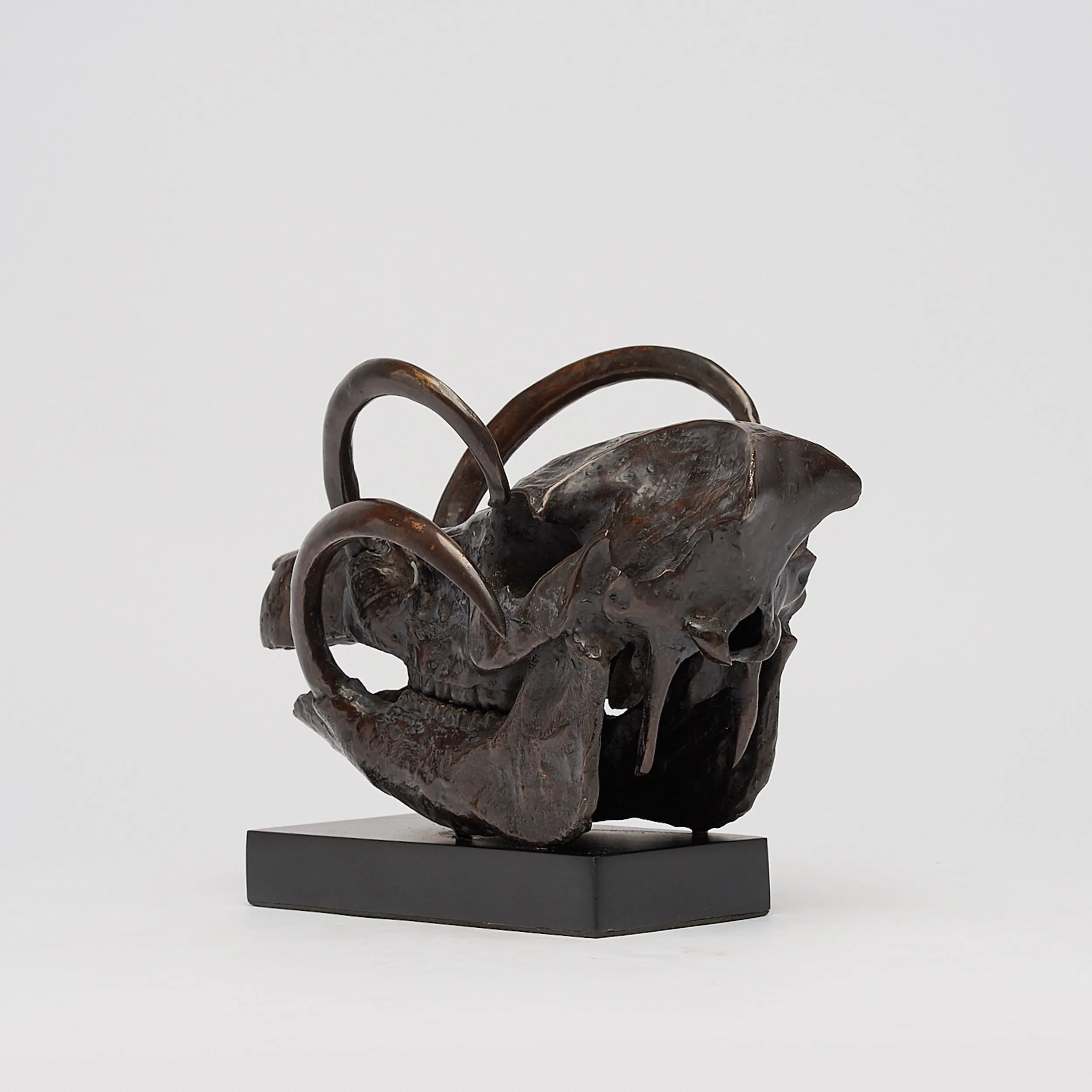 Babirusa Skull in bronze