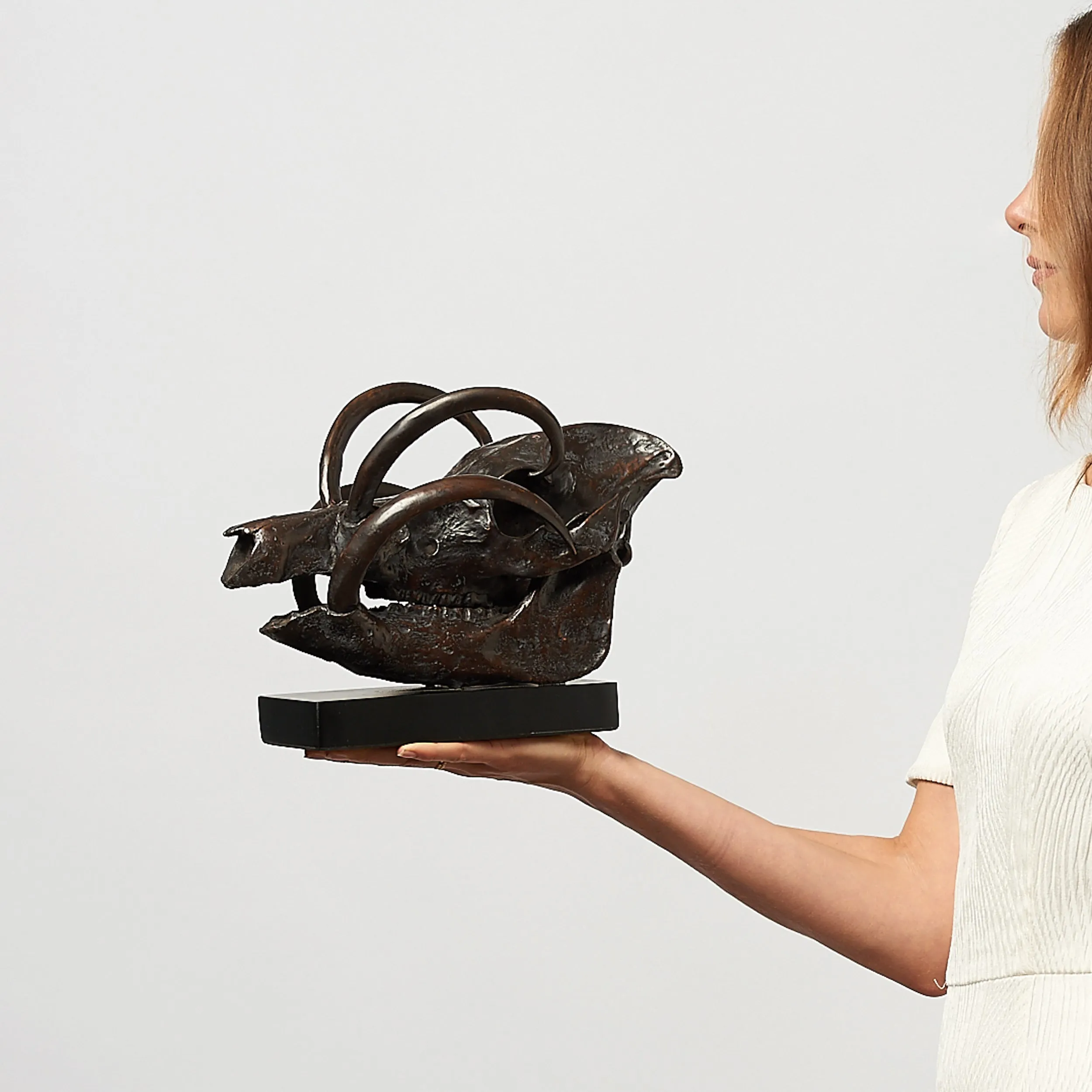 Babirusa Skull in bronze