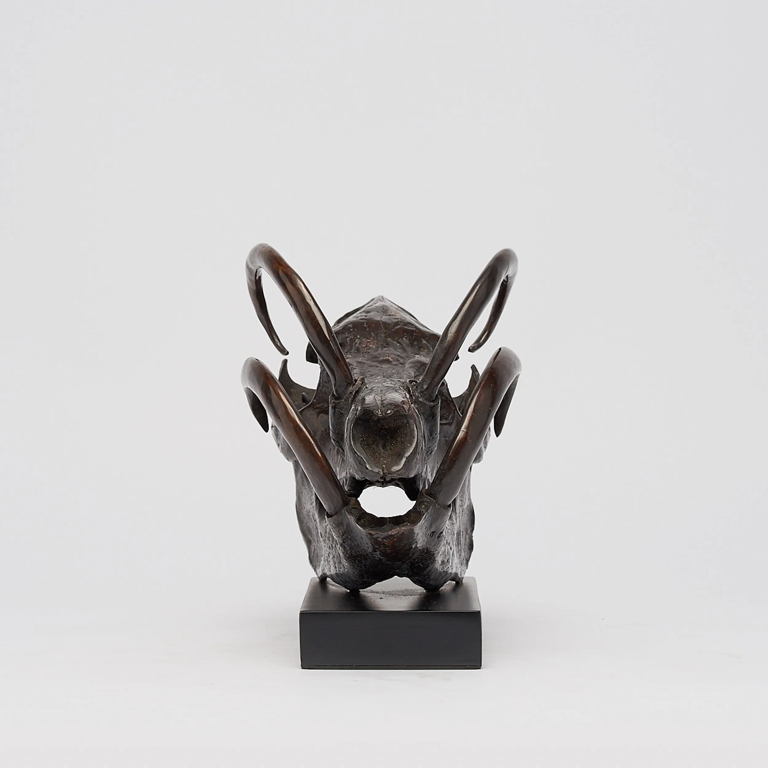 Babirusa Skull in bronze