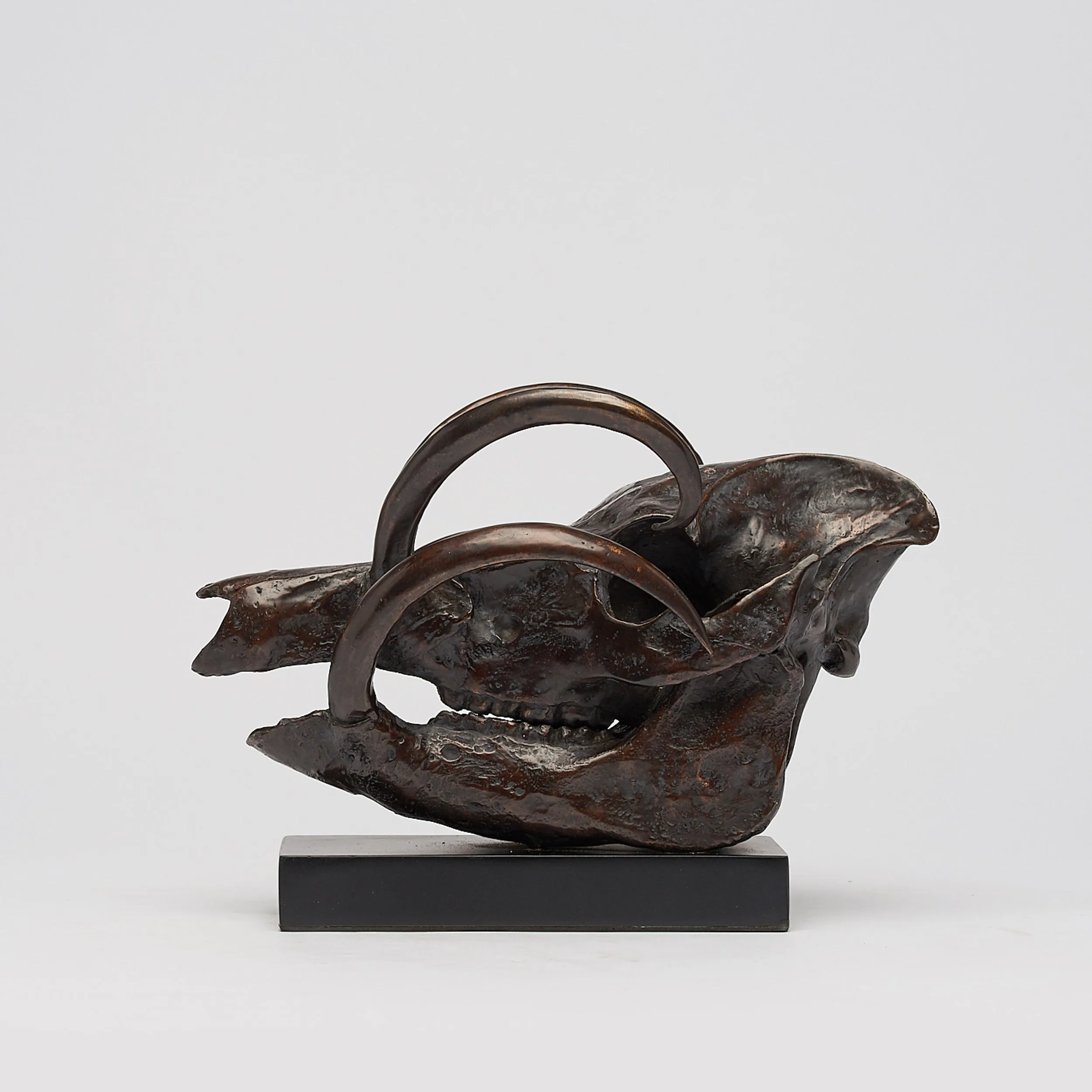 Babirusa Skull in bronze