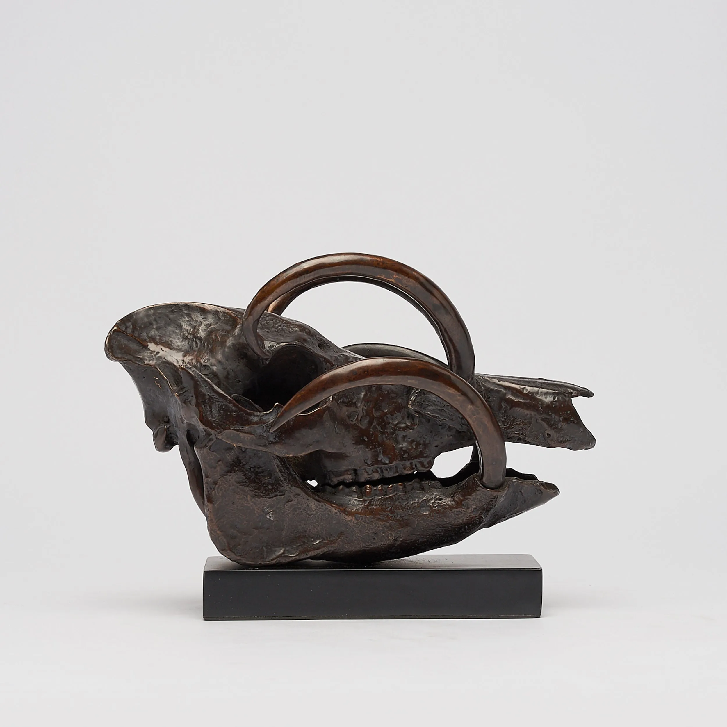Babirusa Skull in bronze