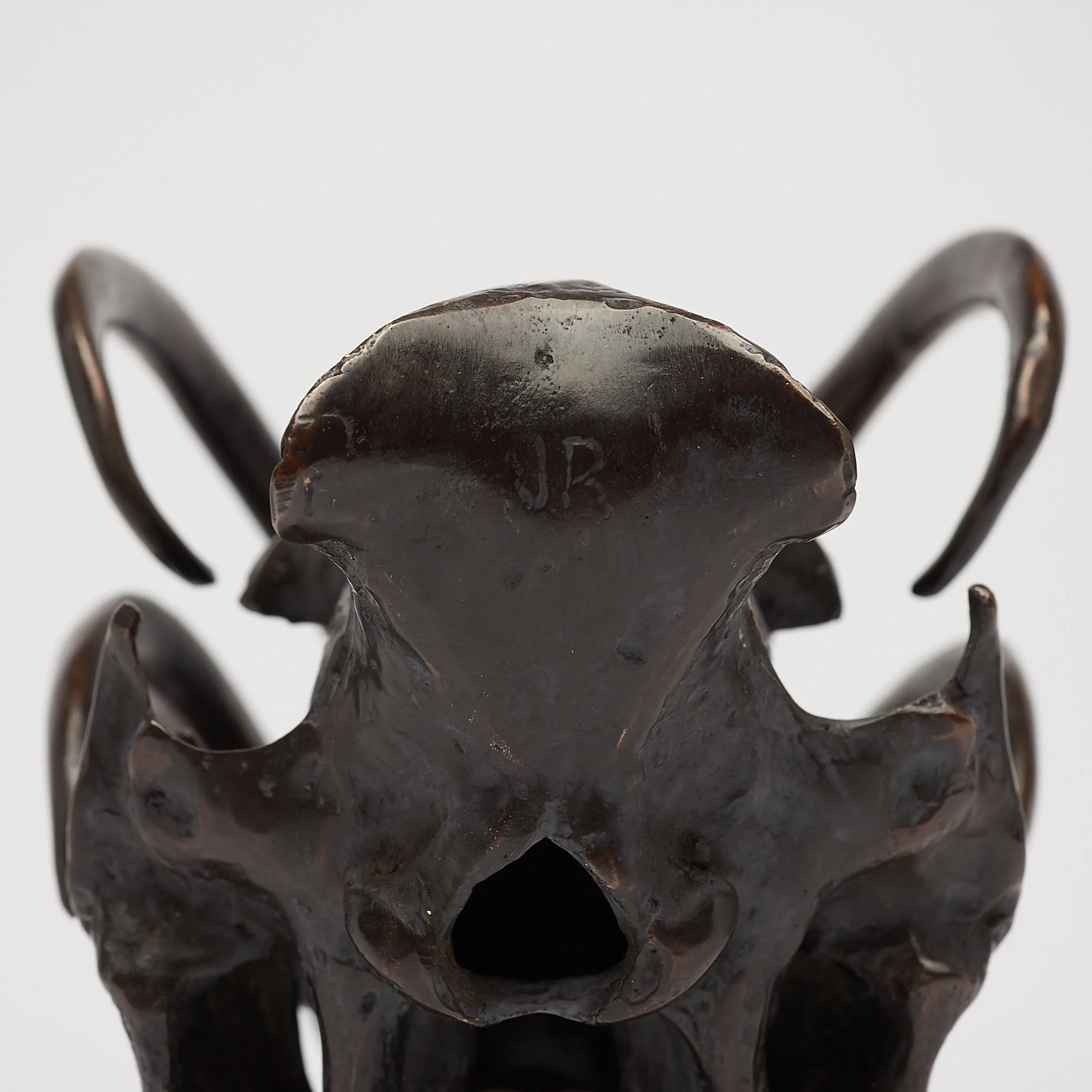Babirusa Skull in bronze
