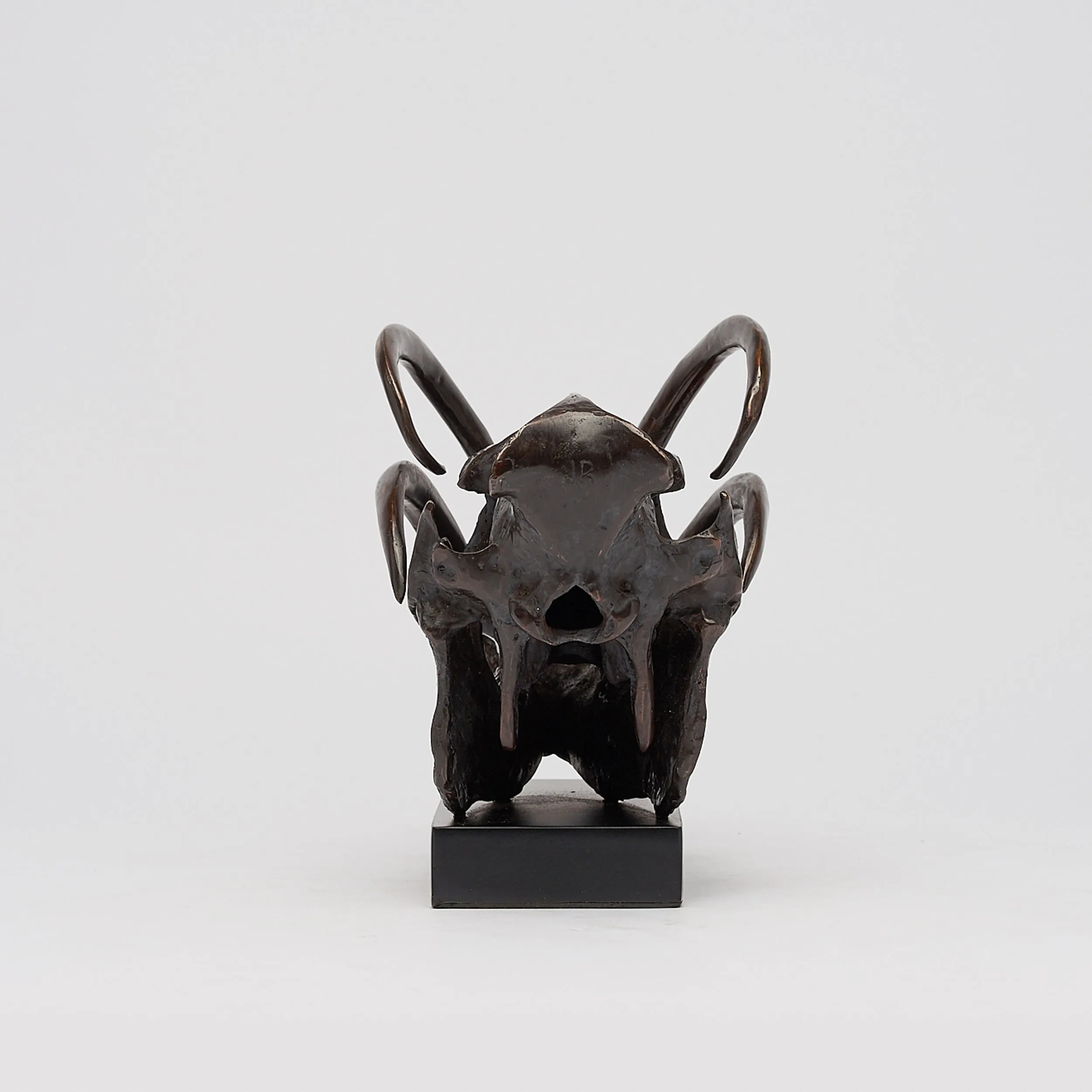Babirusa Skull in bronze