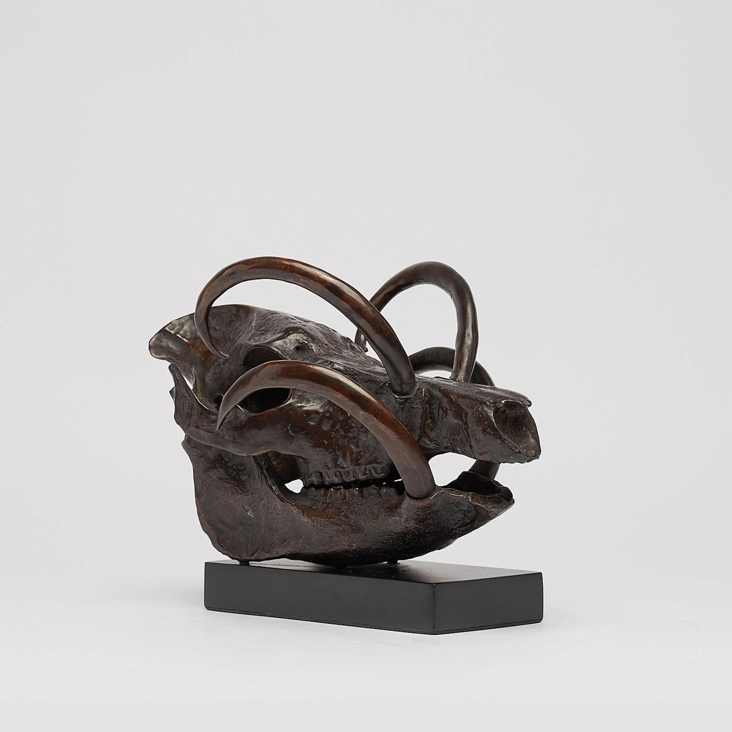 Babirusa Skull in bronze