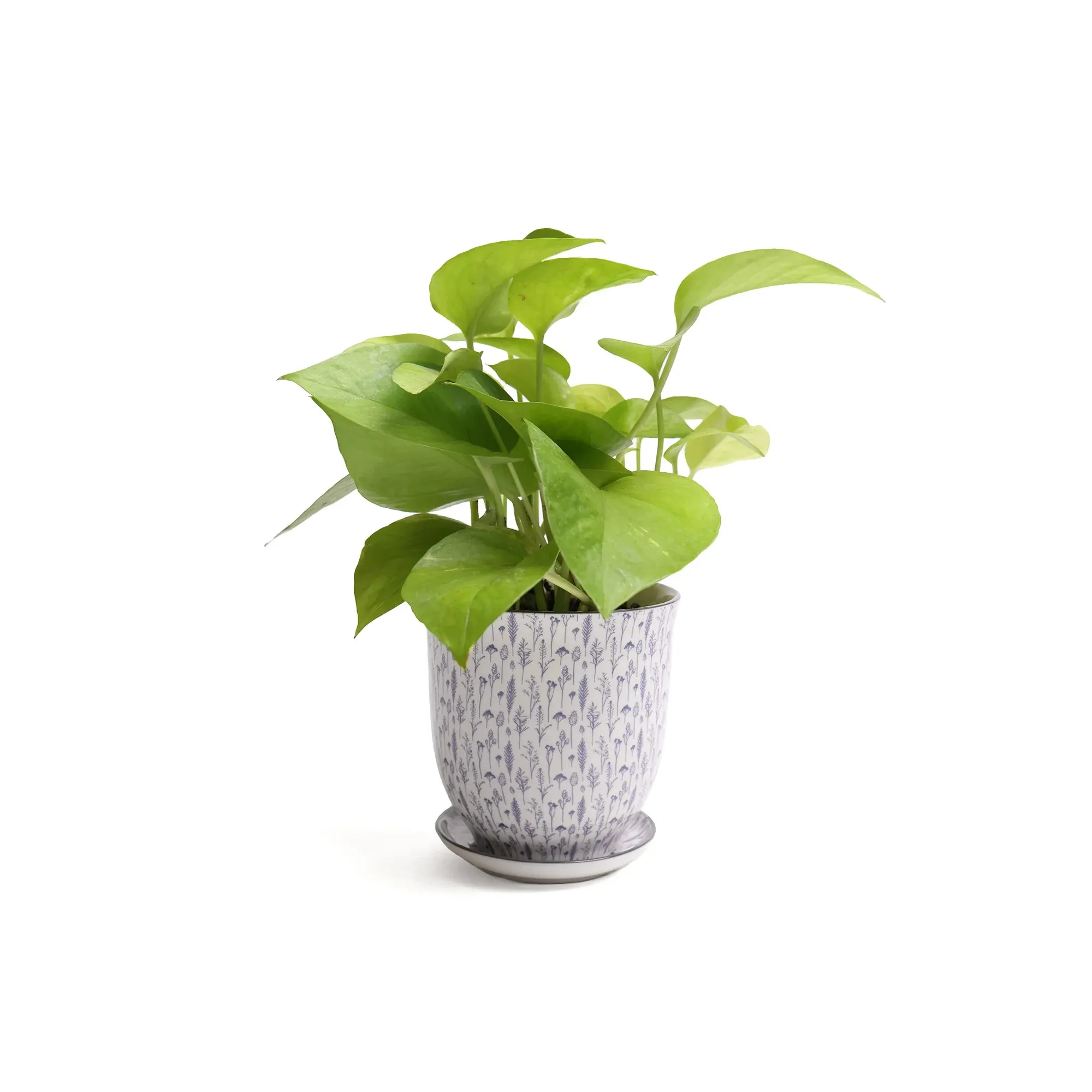 Big Liberte 3 Pot & Saucer