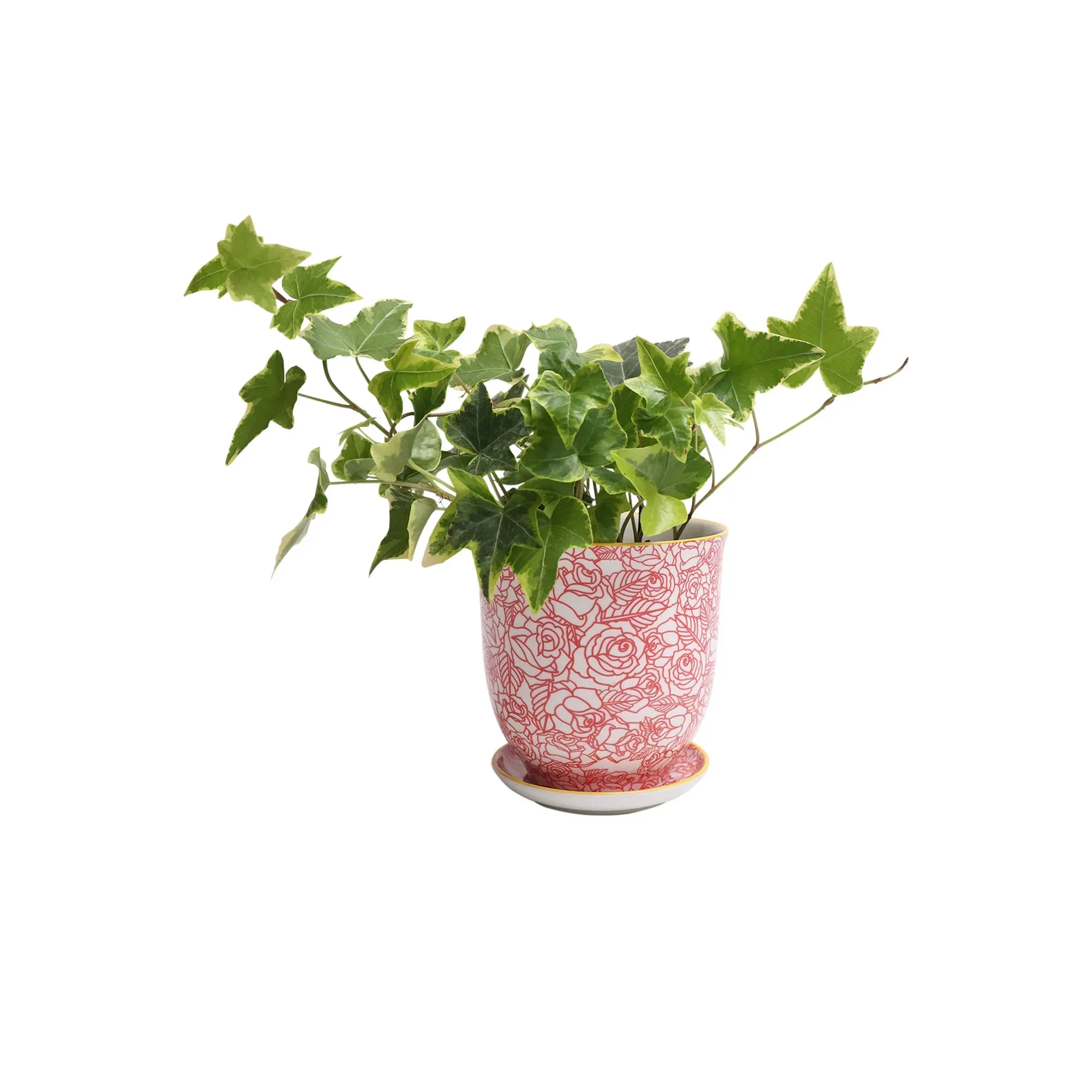 Big Liberte 3 Pot & Saucer