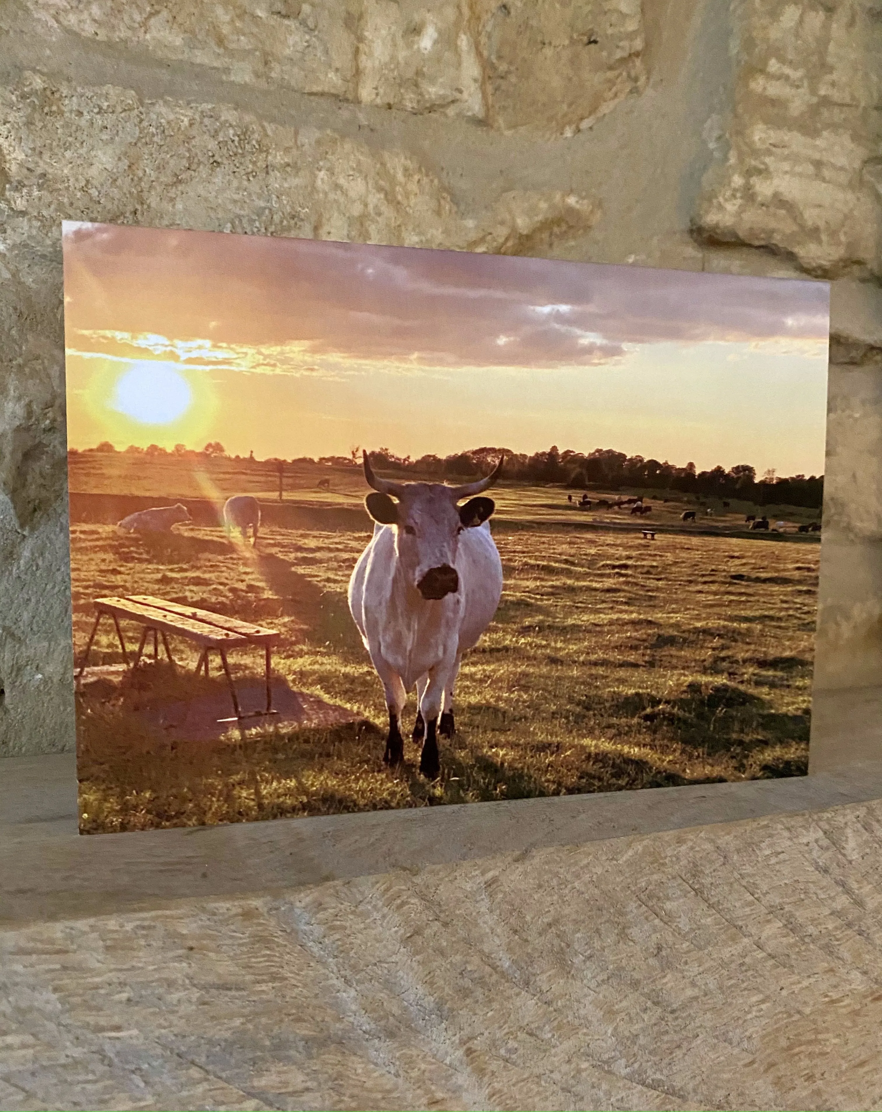 Cotswolds Cards "Cows and clouds - Michinhampton common" greetings card (Cots cards)