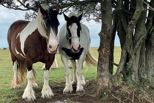 Cotswolds Cards "Horses - Minchinhampton common" greetings card
