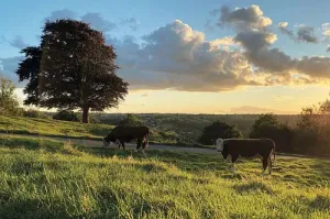 Cotswolds Cards "Kingscote" greetings card