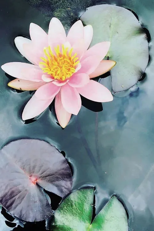 Cotswolds Cards "Water Lilly" greetings card