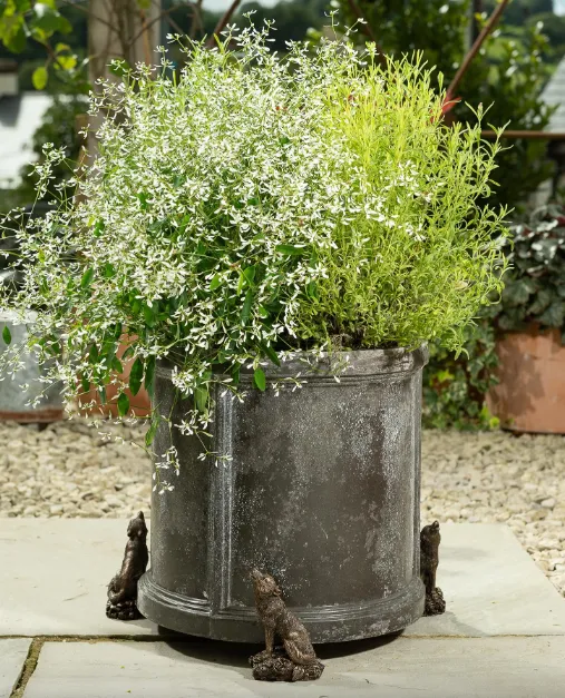 Jardinopia Potty Feet - Wolf Set of 3