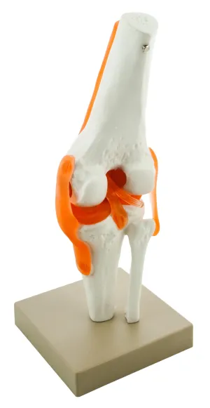 Model, Human, Knee, Functional